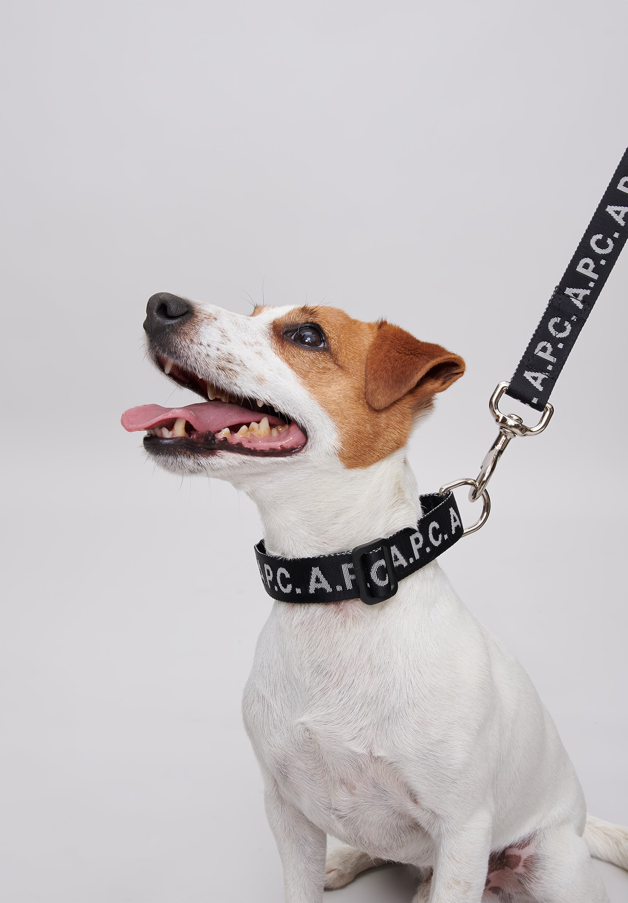 Heavy Duty Dog Collar Chewy Dog Collar Dog Cat Collars Free